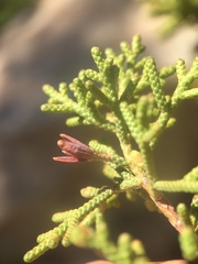 Walshomyia juniperina