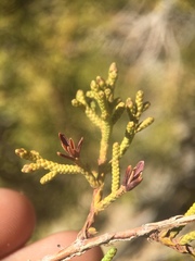 Walshomyia juniperina