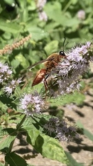 Sphex latreillei