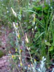Cerastium perfoliatum