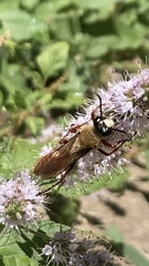 Sphex latreillei