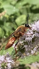 Sphex latreillei