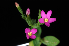 Centaurium erythraea