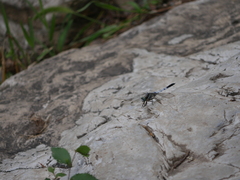 Orthetrum albistylum speciosum