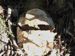 Trachemys scripta elegans