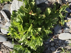 Ligusticum scothicum scothicum