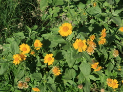 Verbesina encelioides