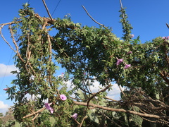 Ipomoea cairica