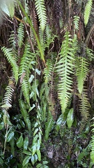 Phegopteris decursive-pinnata