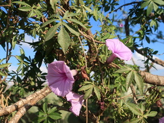 Ipomoea cairica
