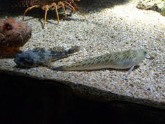 Parablennius sanguinolentus