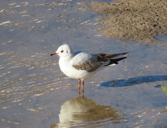 Chroicocephalus ridibundus