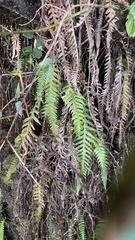 Phegopteris decursive-pinnata