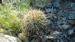 Mammillaria petrophila petrophila