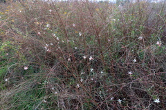 Oenothera lindheimeri