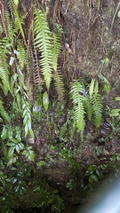 Phegopteris decursive-pinnata