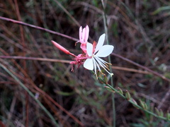 Oenothera lindheimeri
