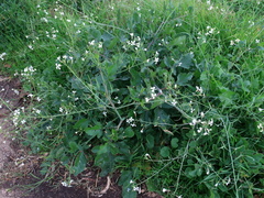Raphanus raphanistrum