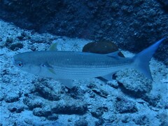 Crenimugil crenilabis