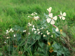 Raphanus raphanistrum
