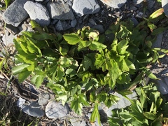 Ligusticum scothicum scothicum