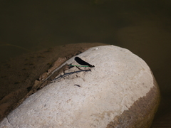Matrona basilaris