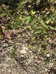 Lonicera