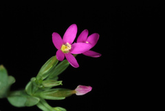 Centaurium erythraea