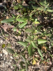 Lonicera