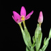 Common Centaury - Photo (c) Douglas Goldman, some rights reserved (CC BY-NC), uploaded by Douglas Goldman
