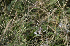 Achillea millefolium