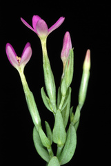 Centaurium erythraea