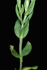 Centaurium erythraea