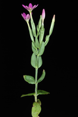 Centaurium erythraea