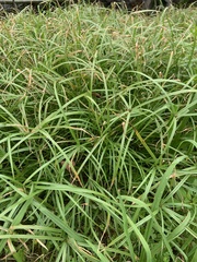 Cyperus aromaticus