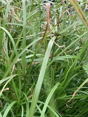 Cyperus aromaticus