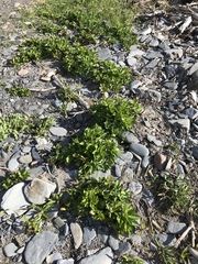 Ligusticum scothicum scothicum