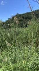 Phragmites karka