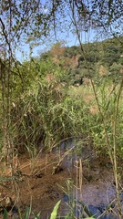 Phragmites karka