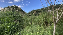 Phragmites karka
