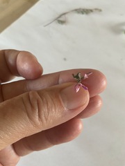 Indigofera bisacculata