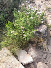 Salvia chamelaeagnea