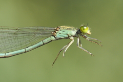 Paracercion plagiosum