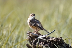 Cisticola aridulus