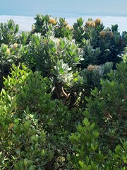Leucospermum conocarpodendron conocarpodendron