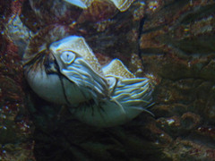 Nautilus