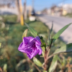 Ruellia simplex