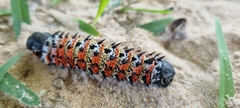 Gonimbrasia belina