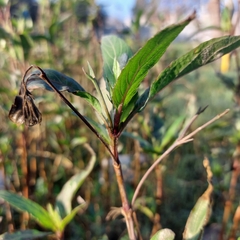 Ruellia simplex