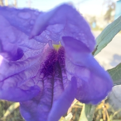 Ruellia simplex